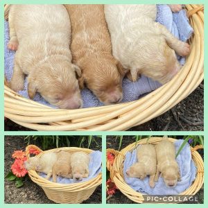 Akc Goldendoodle Puppies For Sale In Pittsburgh Pa Plumcreek Acres