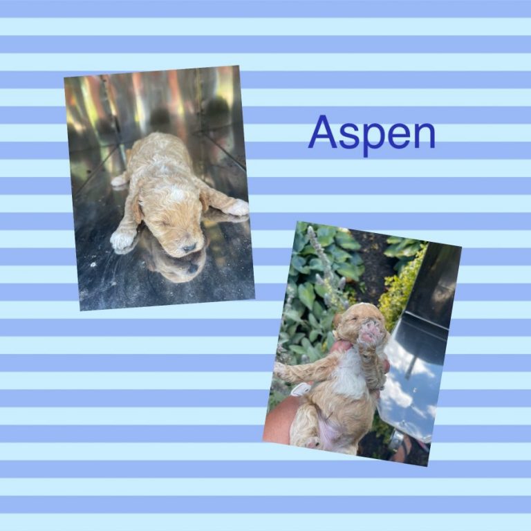 Aspen Plumcreek Acres